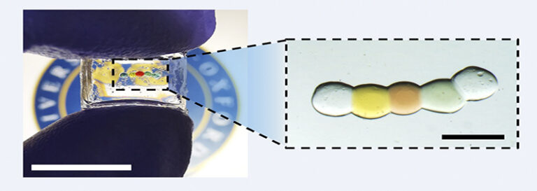 Figure 2. Left: Enlarged version of the droplet power source, for visualisation. 500 nL volume droplets were encapsulated in a flexible and compressible organogel. Scale bar: 10 mm. Right: Zoom in view of an actual-sized droplet power source, made of 50 nL droplets. Scale bar: 500 μm. Image credit: Yujia Zhang.