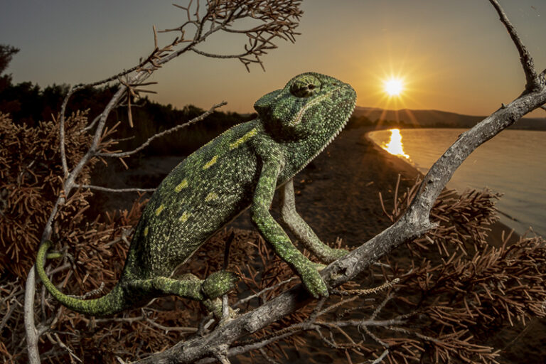 Looking at the sun ©Fabio Savini, Wildlife Photographer, Italy