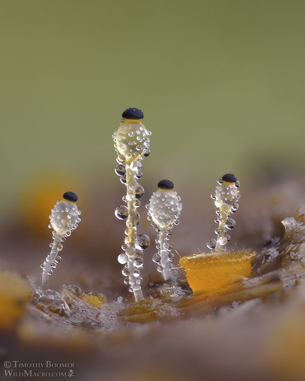 Dung cannon (Pilobolus crystallinus) and dung eyelash cup (Cheilymenia stercorea) Timothy Boomer, Micrographist, Photographer, USA