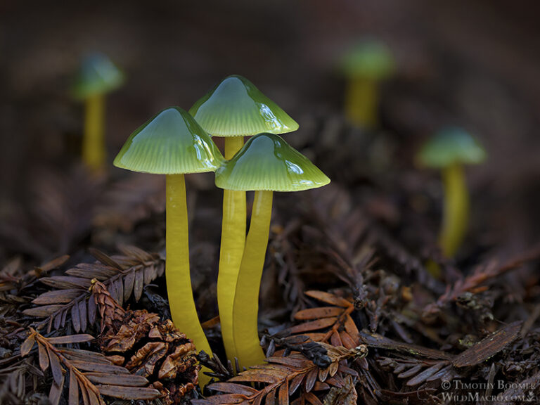 Parrot mushroom (Gliophorus psittacinus) by Timothy Boomer, Micrographist, Photographer, USA