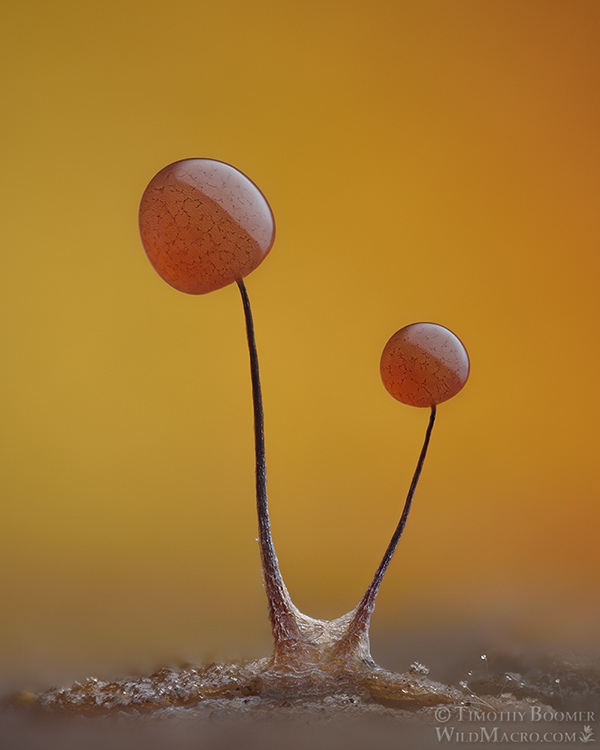 Slime mold (Comatricha nigra) by Timothy Boomer, Micrographist, Photographer, USA