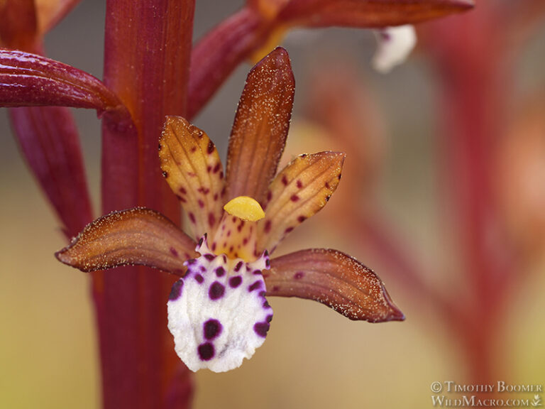 Spotted coralroot (Corallorhiza maculata var. occidentalis). by Timothy Boomer, Micrographist, Photographer, USA