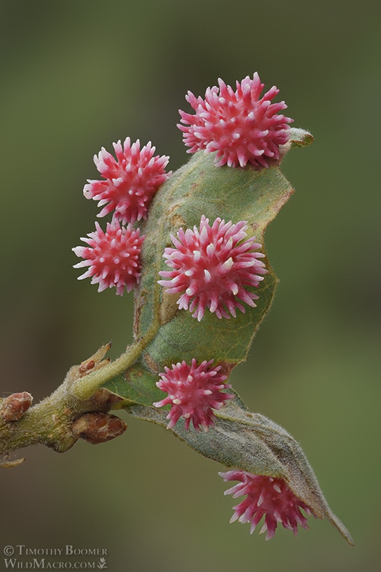 Urchin gall wasp (Cynips quercusechinus) by Timothy Boomer, Micrographist, Photographer, USA