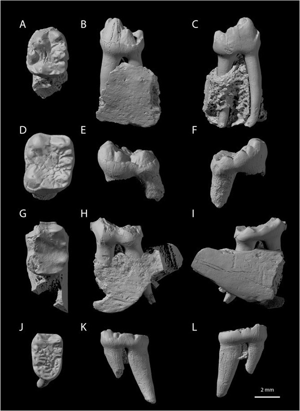 Upper molar morphology in ekgmowechashaline primates, highlighting similarities and differences between Ekgmowechashala philotau from the Gering Formation, Nebraska, USA, and Palaeohodites naduensis from the Nadu Formation, Baise Basin, Guangxi Zhuang Autonomous Region, China. A, B) Ekgmowechashala philotau, isolated right M2 (KUVP 69859) in occlusal (A) and lingual (B) views. C, D) Palaeohodites naduensis, right maxillary fragment preserving M2 (IVPP V 32350) in occlusal (C) and lingual (D) views., by Kathleen Rust, PhD candidate, Scientist, Evolution, USA