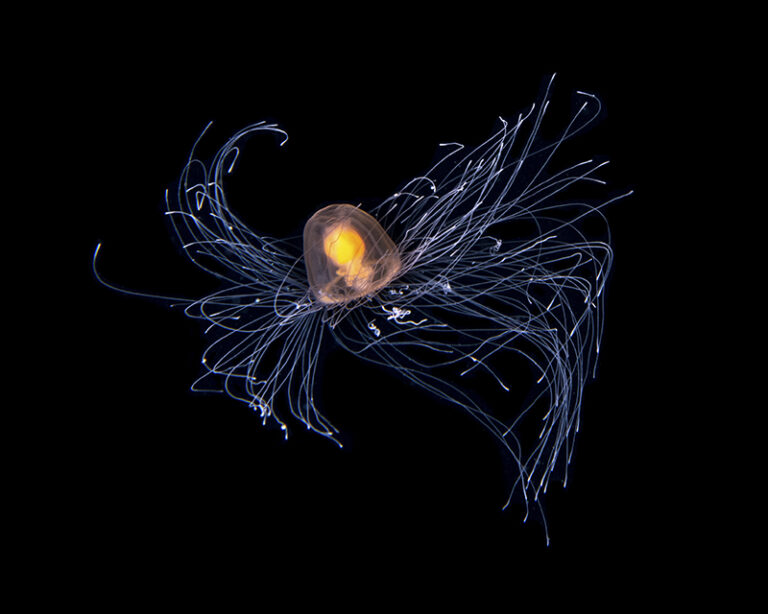 Immortal Jellyfish by Jialing Cai, Biologist, Ocean photographer, China