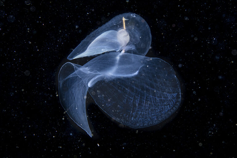 Sea butterfly, Image credit: Jialing Cai, Biologist, Ocean photographer, China