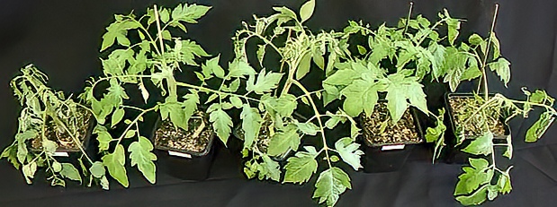 A comparison between a wild-type plant (on the left) and four rop9 mutant plants after several days without watering. The image illustrates that while the wild-type plant appears wilted, the mutant plants maintain their vigor by Prof. Shaul Yalovsky, Biologist, Israel