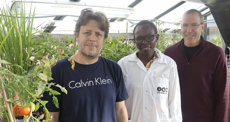 Researchers Dr. Nir Sade, Purity Muchoki, and Prof. Shaul Yalovsky employed CRISPR gene editing to alter tomato plants by Prof. Shaul Yalovsky, Biologist, Israel