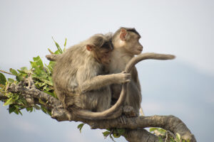 Bonnet macaques (Macaca radiata) by Aman Raghuwanshi, Dr. Bo Xia, Scientist, Genetic scientist, Molecular biologist, China, USA