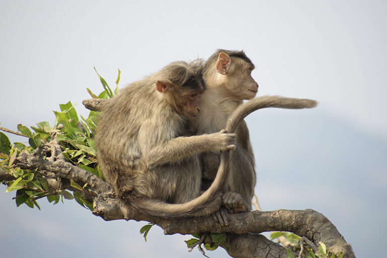 Bonnet macaques (Macaca radiata) by Aman Raghuwanshi, Dr. Bo Xia, Scientist, Genetic scientist, Molecular biologist, China, USA