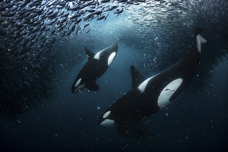 Herring Chasers - two male orcas diving under a herring bait ball. Photo taken in Northern Norway in November 2022 by Andy Schmid, Ocean Photographer, Switzerland