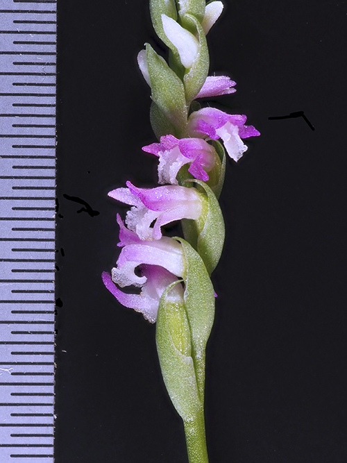 Discovering Japan's floral treasures, the Spiranthes hachijoensis orchid emerges as the latest species to be classified by Dr. Suetsugu Kenji, Botanist, Scientist, Japan