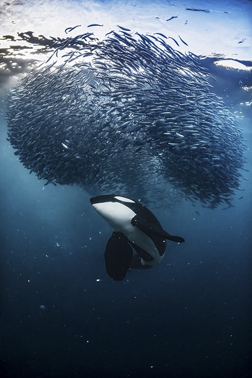 The Master Hunter - a large male orca diving under a herring bait ball. Photo taken in Northern Norway in November 2022 by Andy Schmid