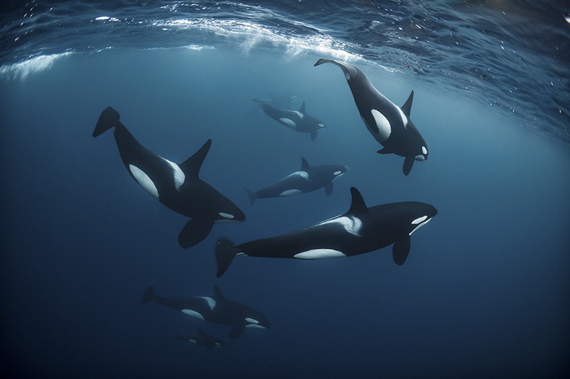 The Pod - a pod of orcas swimming in formation. Photo taken in Northern Norway in November 2022 by Andy Schmid, Ocean Photographer, Switzerland