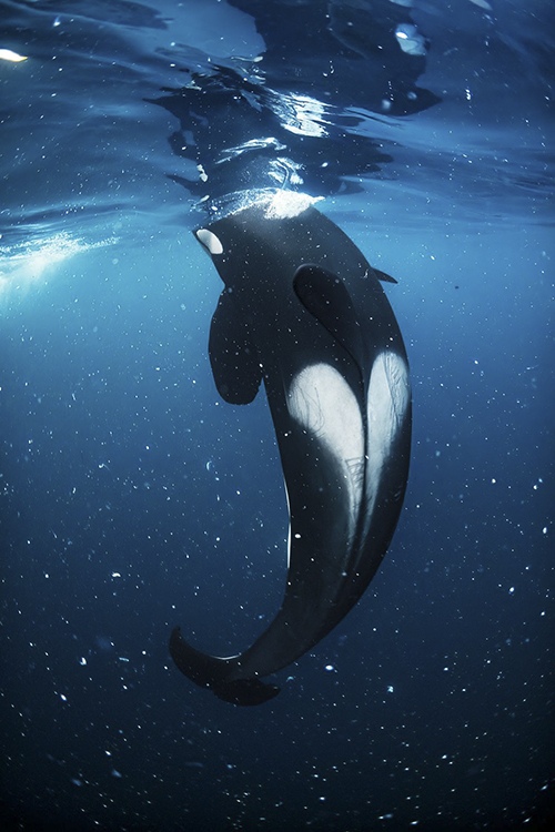 This Must Be Underwater Love - the heart-shaped saddle patch of a male orca surfacing for a breath, photographed from behind. Photo taken in Northern Norway in November 2022 by Andy Schmid, Ocean Photographer, Switzerland