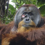 Facial wound of adult male orangutan Rakus (photo taken two days before applying the plant dressing) by Armas/Suaq Project