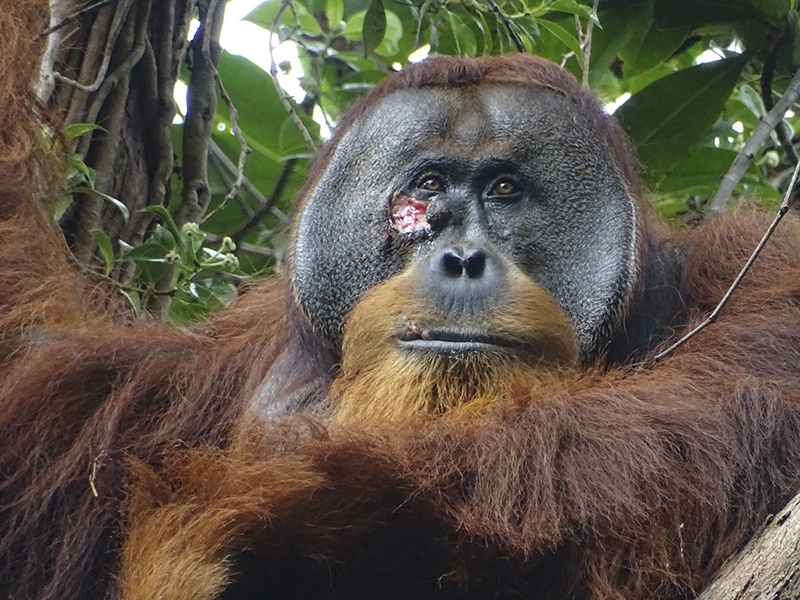 Facial wound of adult male orangutan Rakus (photo taken two days before applying the plant dressing) by Armas/Suaq Project