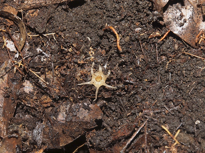 The Thismiaceae family, nourished by subterranean fungi, briefly unveils delicate, glass-like flowers above the leaf-strewn earth by Dr. Suetsugu Kenji, Botanist, Scientist, Japan
