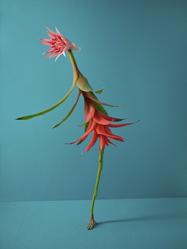 'Red Beauty' by Natalie Strohmaier, Photographer, Germany