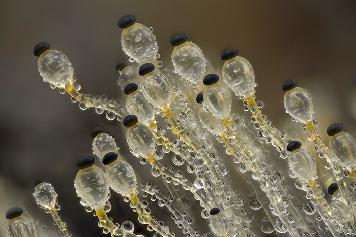 Hat thrower fungus Pilobolus crystallinus on rabbit dung by Wim van Egmond, Micrographist, the Netherlands