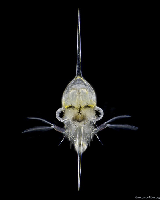 Larva of a crab by Wim van Egmond, Micrographist, the Netherlands