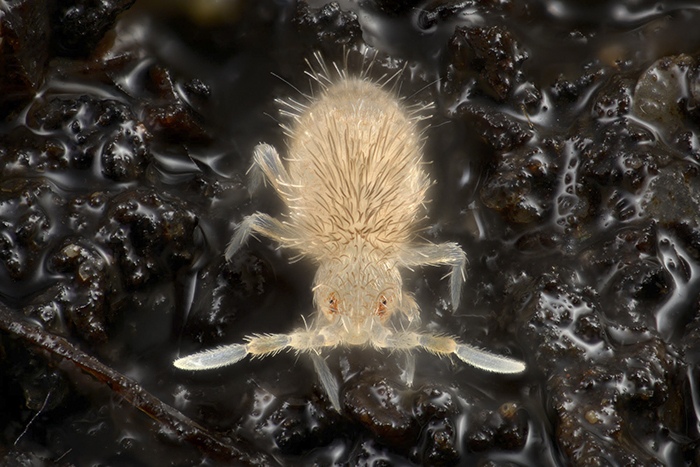 Springtail (order: Collembola), Sinella curviseta. Springtails are primitive flightless arthropods, dating back some 300 million years in the fossil record. They lack external reproductive appendages and only have primitive eyes. The common name is derived from the habit of some species of using their tails to spring into the air. Magnification: x28 when printed 10 centimetres wide by Wim van Egmond, Micrographist, the Netherlands