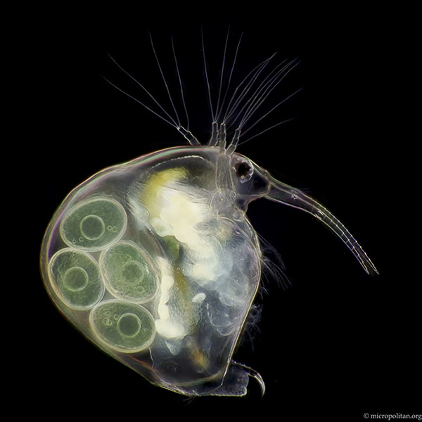 The waterflea Bosmina by Wim van Egmond, Micrographist, the Netherlands