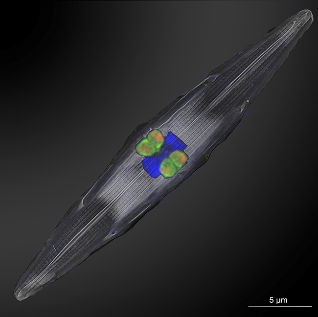 Rhizobial nitrogen-fixing symbionts (fluorescently labeled in orange and green using genetic probes) residing within diatoms collected from the tropical North Atlantic. The diatom's nucleus is highlighted in bright blue by Mertcan Esti/Max Planck Institute for Marine Microbiology, Bremen, Germany