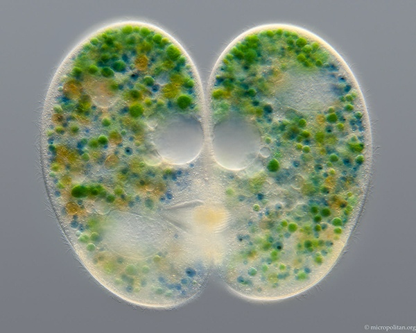 Two conjugating ciliates, Nassula ornata by Wim van Egmond, Micrographist, the Netherlands