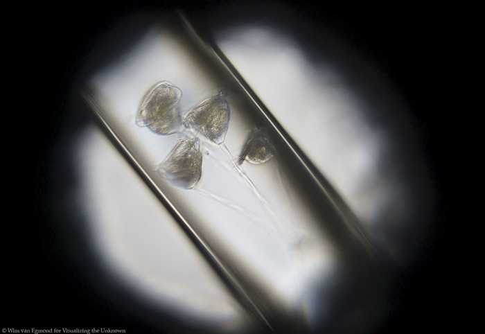 Vorticella, bell animalcues as seen through an original leeuwenhoek microscope by Wim van Egmond, Micrographist, the Netherlands