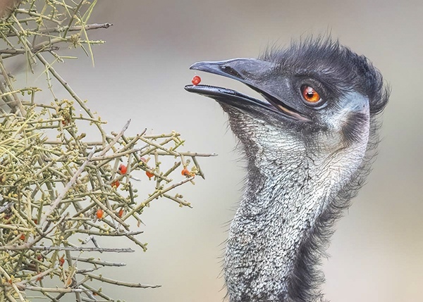 Emu with berry by Georgina Steytler, Outdoor Photographer, Australia