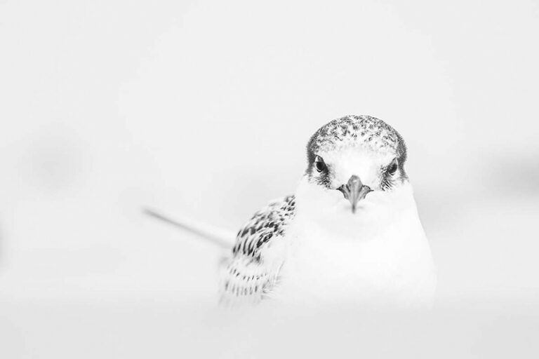 Australian Fairy Tern by Georgina Steytler, Outdoor Photographer, Australia