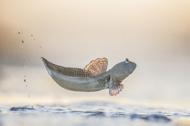 Blue-spotted Mudskipper by Georgina Steytler, Outdoor Photographer, Australia