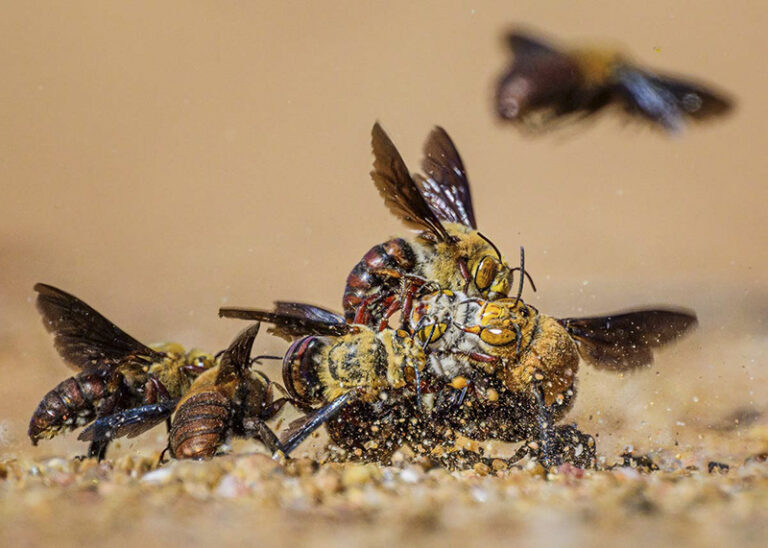 Dawson's Burrowing Bees by Georgina Steytler, Outdoor Photographer, Australia