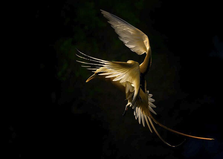 Golden Bosunbird by Georgina Steytler, Outdoor Photographer, Australia