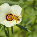 University of Cambridge scientists discovered that hibiscus flowers develop early petal patterns that create bullseyes to attract bees. Larger bullseyes enhance bee foraging efficiency, providing insights into plant evolution and potential impacts on biodiversity by Dr. Edwige Moyroud, Biologist, Geneticist, UK