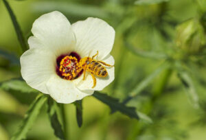 University of Cambridge scientists discovered that hibiscus flowers develop early petal patterns that create bullseyes to attract bees. Larger bullseyes enhance bee foraging efficiency, providing insights into plant evolution and potential impacts on biodiversity by Dr. Edwige Moyroud, Biologist, Geneticist, UK