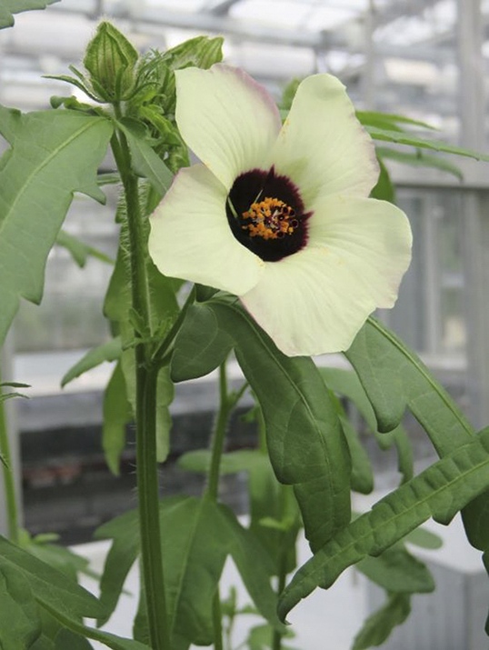 Venice Mallow, also known as Flower-of-an-hour (Hibiscus trionum), was chosen by Dr. Edwige Moyroud as a model plant for studying petal pattern development. Native to Australia, H. trionum is now found in gardens and has become naturalized in various parts of the world by Dr. Edwige Moyroud, Biologist, Geneticist, UK