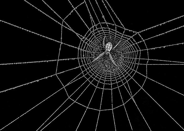 Spider and the Dew - an image taken in my backgarden that has won many awards and was shortlisted in the Australian Geographic, Nature Photography Awards by Nilmini De Silva, Civil Engineer, Photographer, Australia