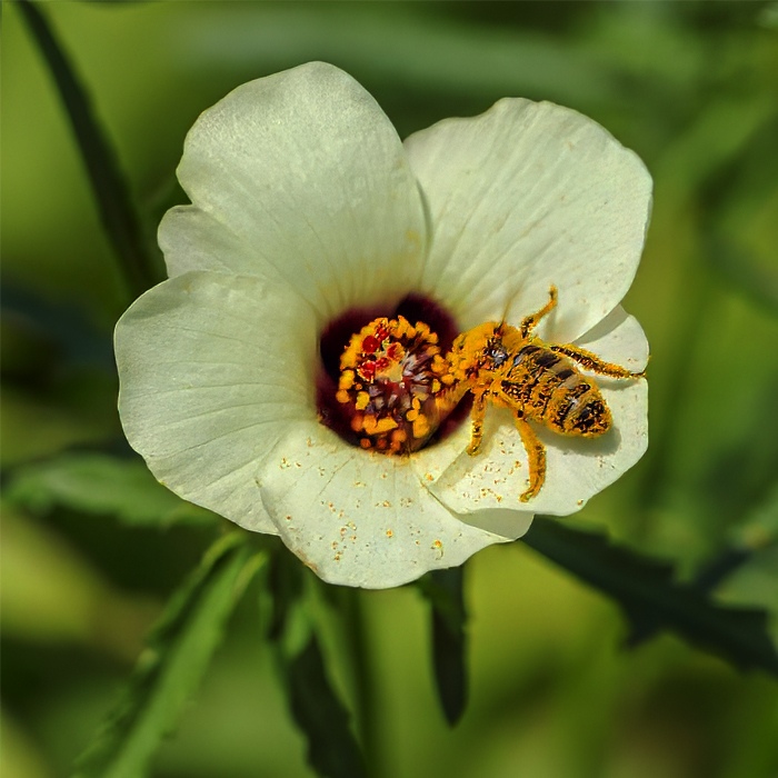 University of Cambridge scientists discovered that hibiscus flowers develop early petal patterns that create bullseyes to attract bees. Larger bullseyes enhance bee foraging efficiency, providing insights into plant evolution and potential impacts on biodiversity by Dr. Edwige Moyroud, Biologist, Geneticist, UK