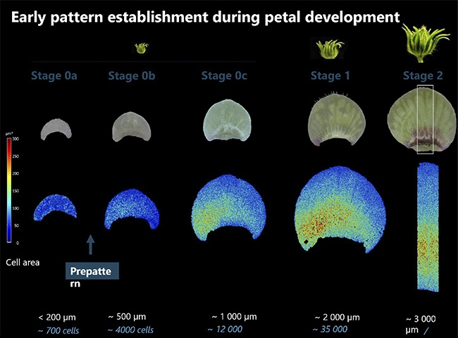 Color map showing the cell area across the adaxial epidermis (top surface) of Hibiscus trionum petals during early development. The petal's pre-pattern emerges early, before any visible coloration, when the petal is just half a millimeter in size and consists of approximately 4,000 cells by Dr. Edwige Moyroud, Biologist, Geneticist, UK