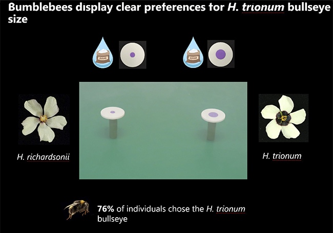 Researchers tested the effectiveness of different bullseye patterns in attracting pollinators using artificial flower discs mimicking three bullseye sizes. Bees showed a clear preference for the medium and large bullseyes over the smaller ones, and visited the larger discs 25% faster by Dr. Edwige Moyroud, Biologist, Geneticist, UK