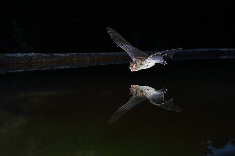 Kuhl’s pipistrelle bats by Dr. Aya Goldshtein, Scientist, Germany