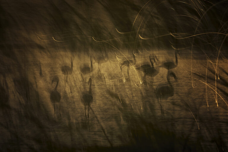 Magical Evening with Flamingos by Jiří Hřebíček, Photographer, The Czech Republic