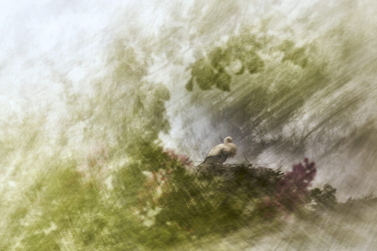 Nesting Stork by Jiří Hřebíček, Photographer, The Czech Republic