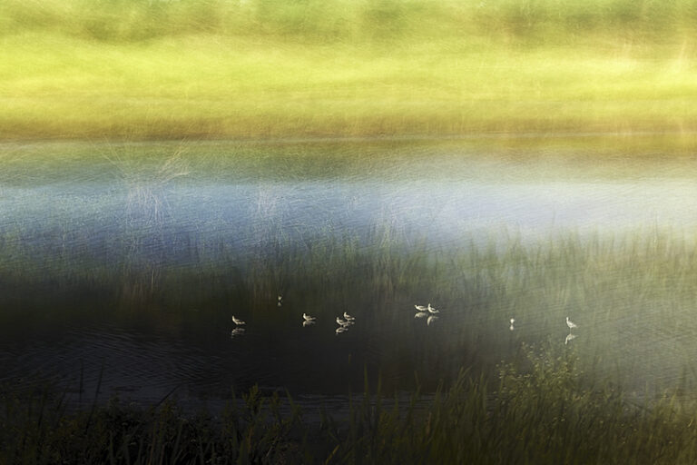 Pied Avocets by Jiří Hřebíček, Photographer, The Czech Republic