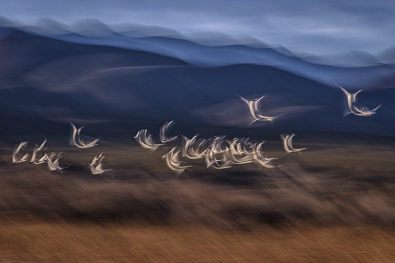 Snow geese by Jiří Hřebíček, Photographer, The Czech Republic