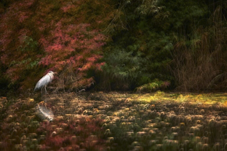 Grey heron by Jiří Hřebíček, Photographer, The Czech Republic