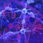 The illustration depicts microglia—the brain's immune cells—shown in light blue and purple, as they engage with red-colored amyloid plaques, protein accumulations associated with Alzheimer's disease. This visualization demonstrates how microglia serve as the brain's maintenance crew, monitoring neural health and removing cellular waste by Jason Drees/Arizona State University