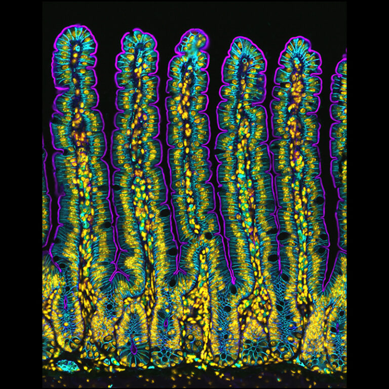 Microscopic Portrait of a Mouse Small Intestine. Fourth Place, 2024 Nikon Small World Competition by Dr. Amy Engevik, Biologist, GI Tract Researcher, USA